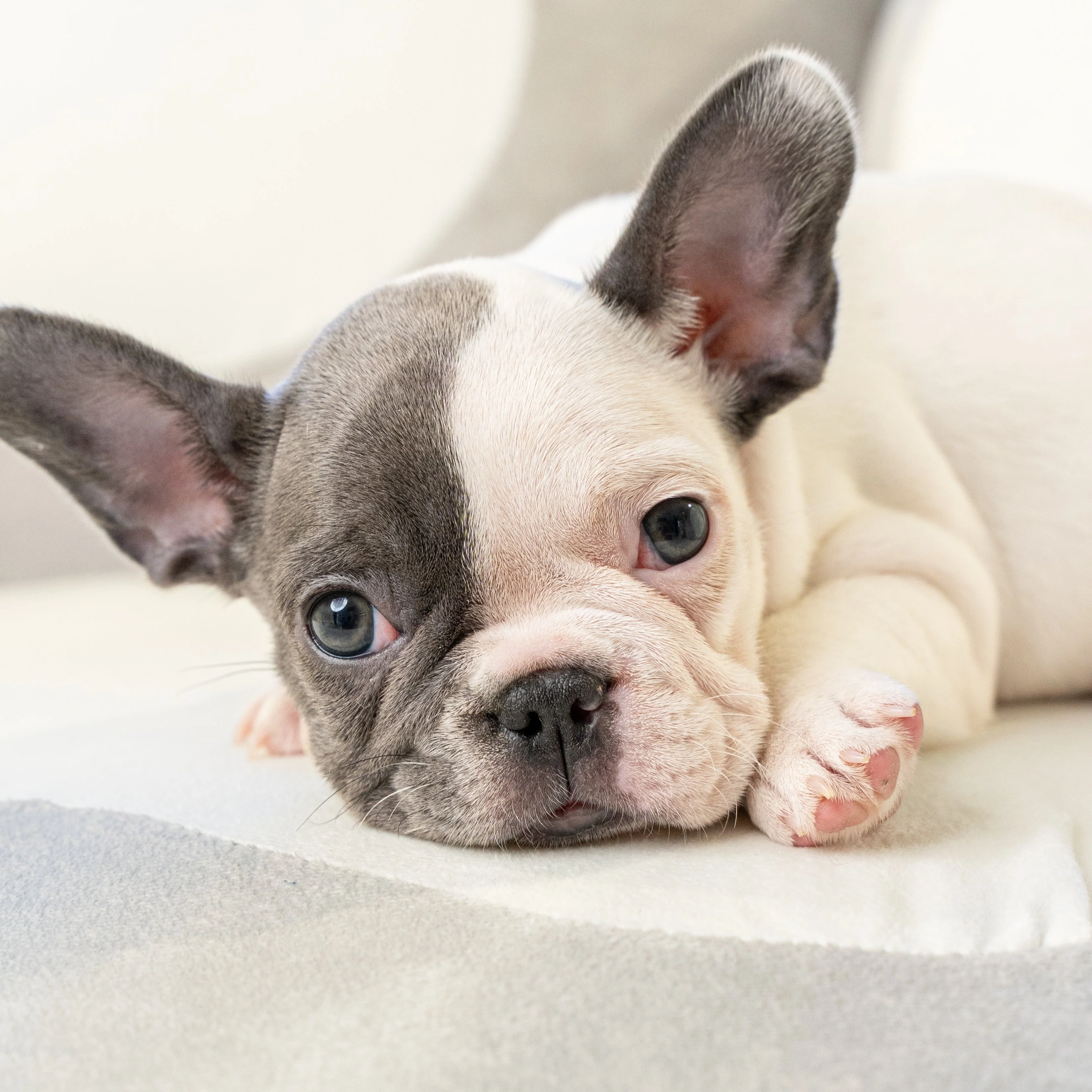 Puppy Mansion Miami