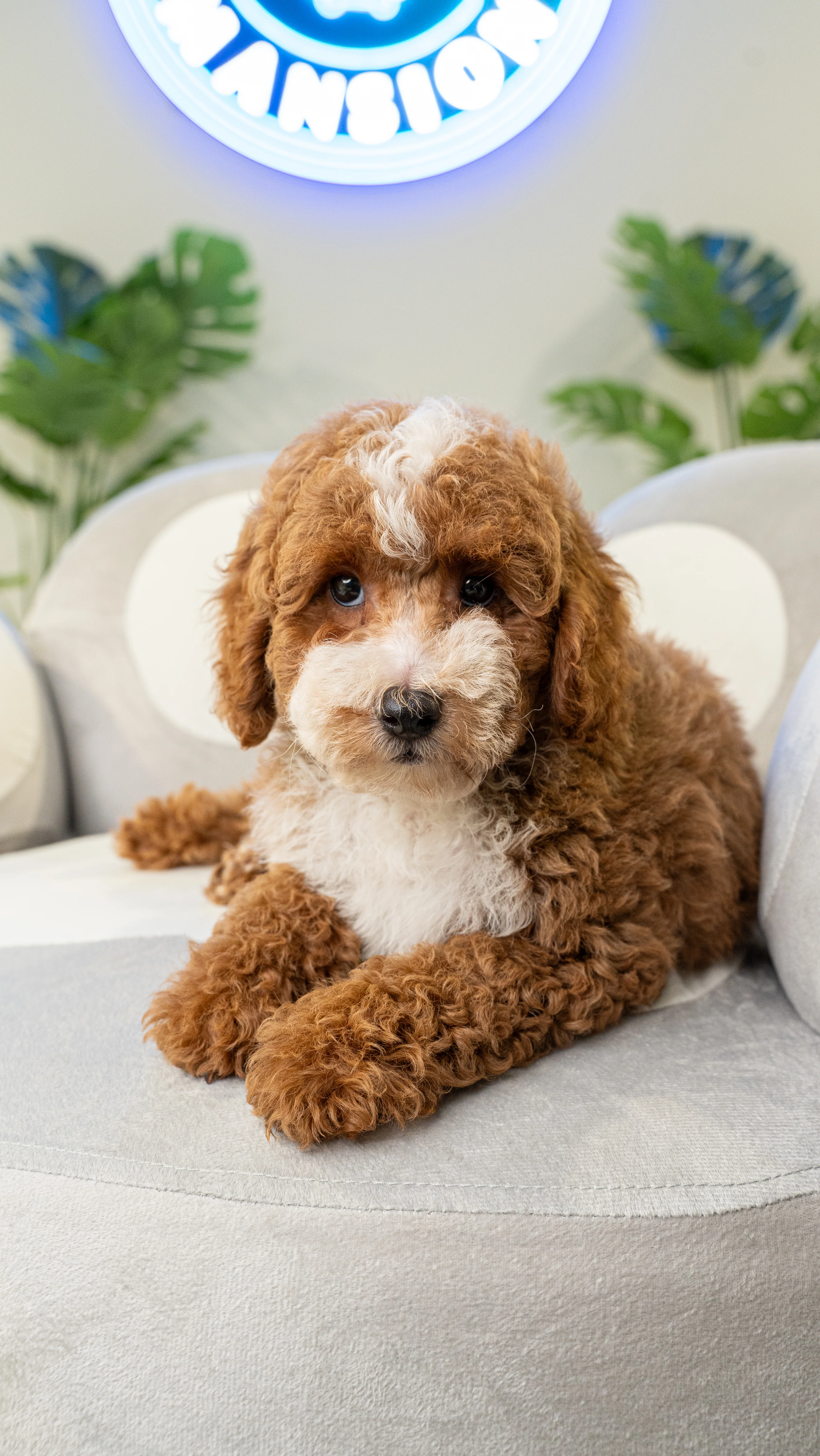 Puppy Mansion Miami