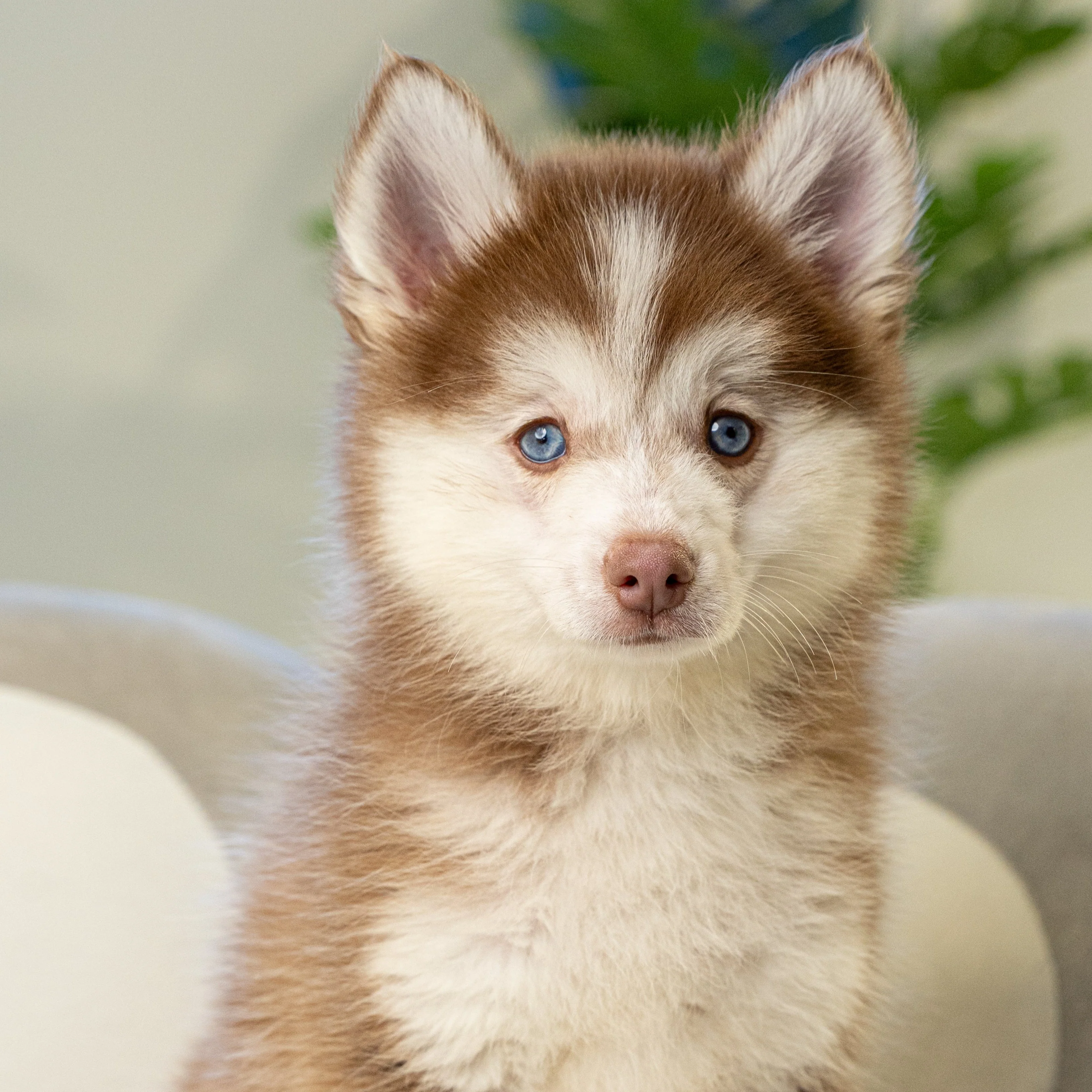 Puppy Mansion Miami
