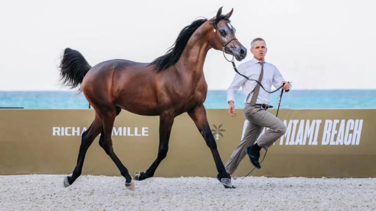 The Global Champions Arabians Tour Miami Beach