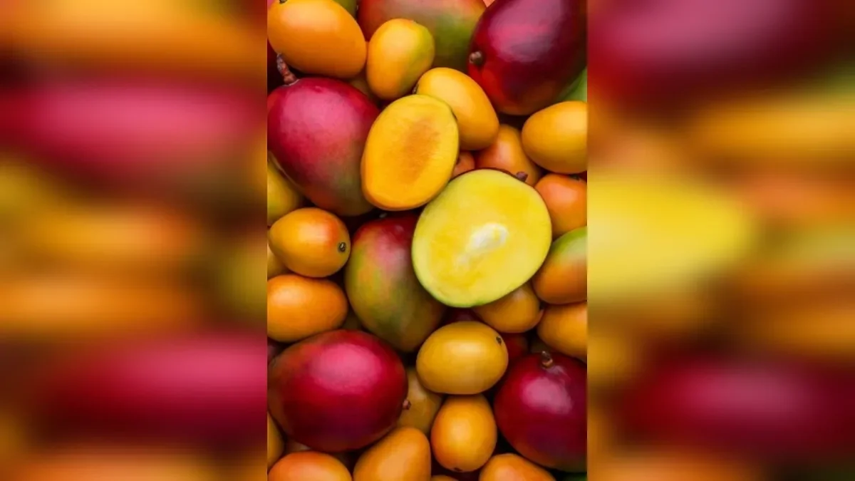  Fairchild Tropical Botanic Garden Mango Festival