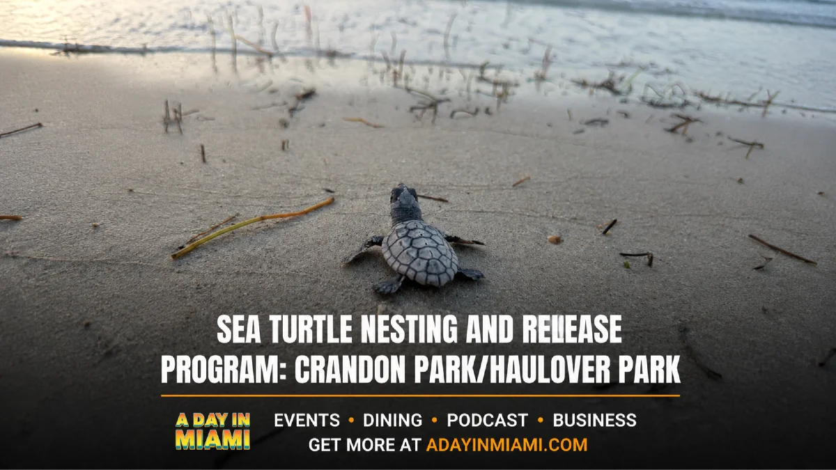 SEA TURTLE NESTING AND RELEASE PROGRAM: CRANDON PARK/HAULOVER PARK